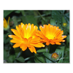 Foto Flor Laranja #2204