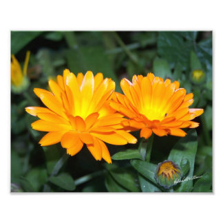 Foto Flor Laranja #2204