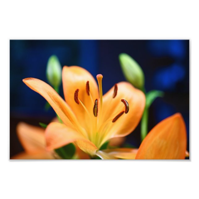 Foto Flor Laranja Lilly (Frente)