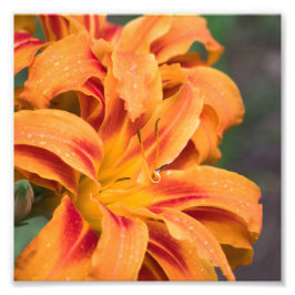 Foto Flor Laranja Lily