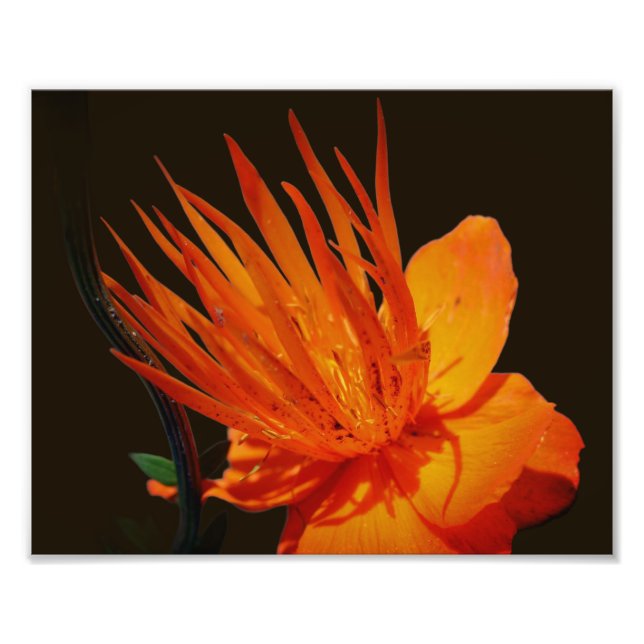 Foto Flor Laranja No Flor Sunshine 8x10 (Frente)