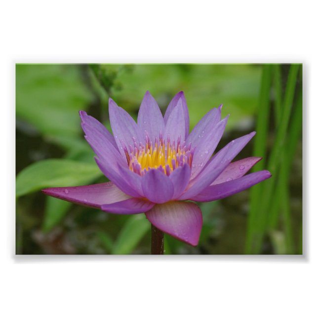 Foto Flor Lilar Púrpura Rosa-Água (Frente)