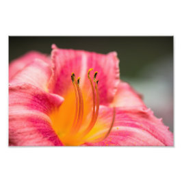 Foto Flor Lily Rosa