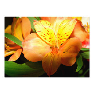 Foto Flor lírio de cor vibrante