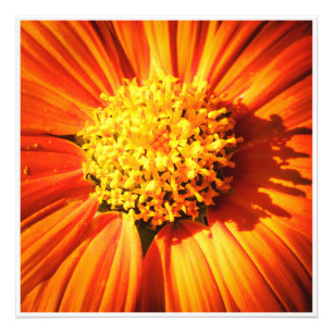 Foto Flor Macro de Laranja Radiante Impressão de Arte d