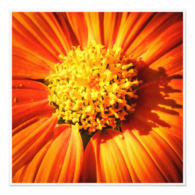 Foto Flor Macro de Laranja Radiante Impressão de Arte d (Frente)