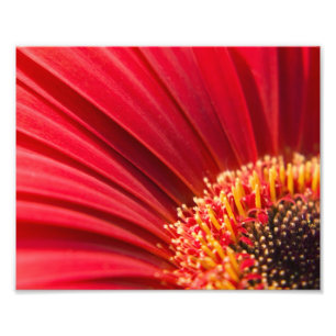 Foto Flor macro vermelha da margarida do Gerbera