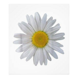 Foto Flor margarida branca, margarida florescente, flor