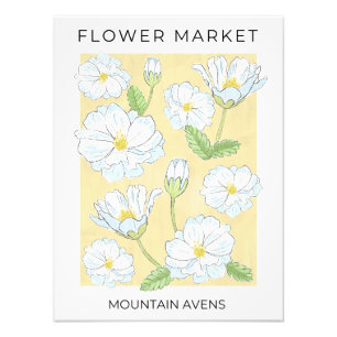 Foto Flor Market White Alpine Mountain Aven Flores