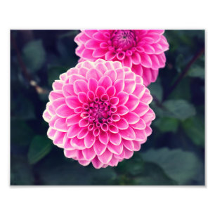 Foto Flor "Pink Sylvia" de Dahlia