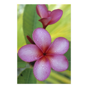 Foto Flor, Plumeria sp.), Pacífico Sul, Niue