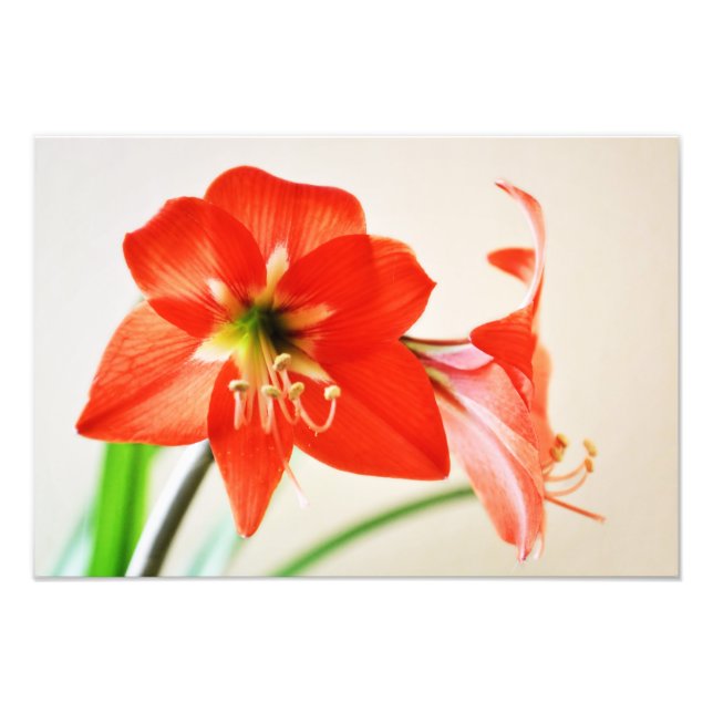 Foto Flor Red Amaryllis (Frente)