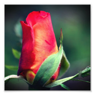 Foto Flor Red Rosebud com Realces Amarelos 8x8