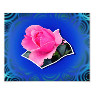 Foto Flor rosa Rosebud Fora dos Limites Art 8x10