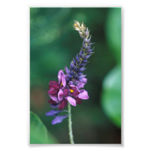 Foto Flor roxa cor-de-rosa em florescer Kudzu