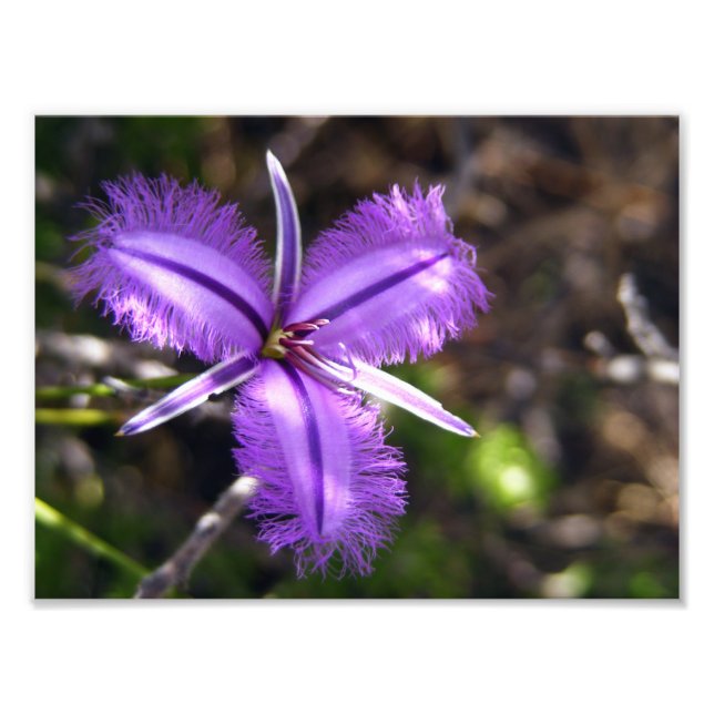 Foto Flor Roxo (Frente)