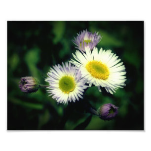 Foto Flor Selvagem Fleabane Daisy Fechar 8x10
