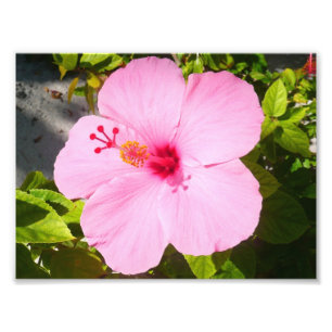 Foto Flor Tropical de Hibiscus Rosa