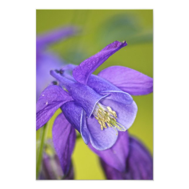 Foto Flor Única de Columbine Roxa (Frente)