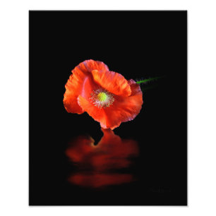 Foto Flor vermelha da papoila