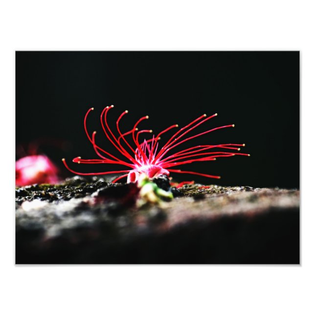 Foto Flor Vermelho (Frente)