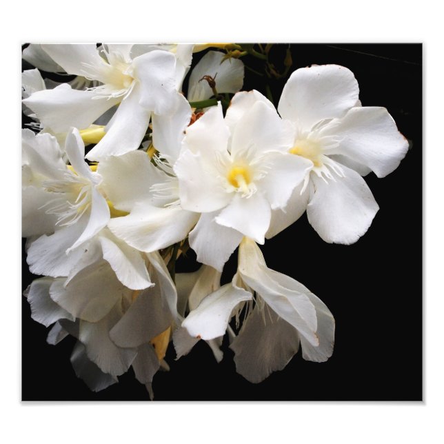 Foto floral (Frente)
