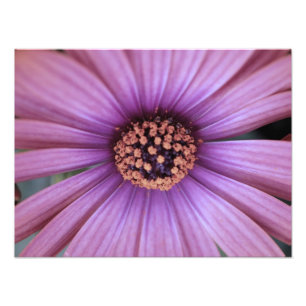Foto floral