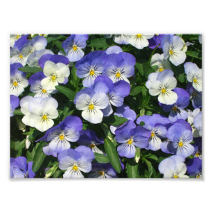 Foto Floral de Jardim de Panteras