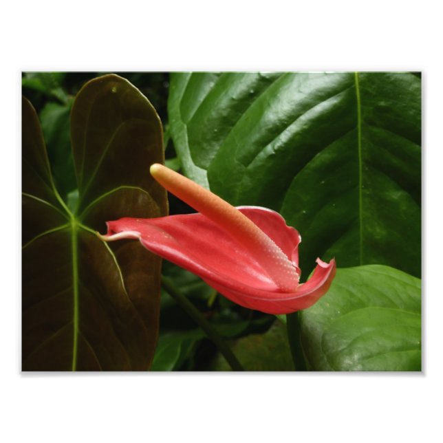 Foto Floral rosa Calla Lily Elegante (Frente)