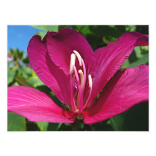 Foto Floral Tropical do Flor de Árvore Orquídea