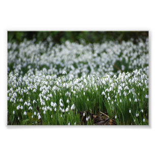 Foto Flores