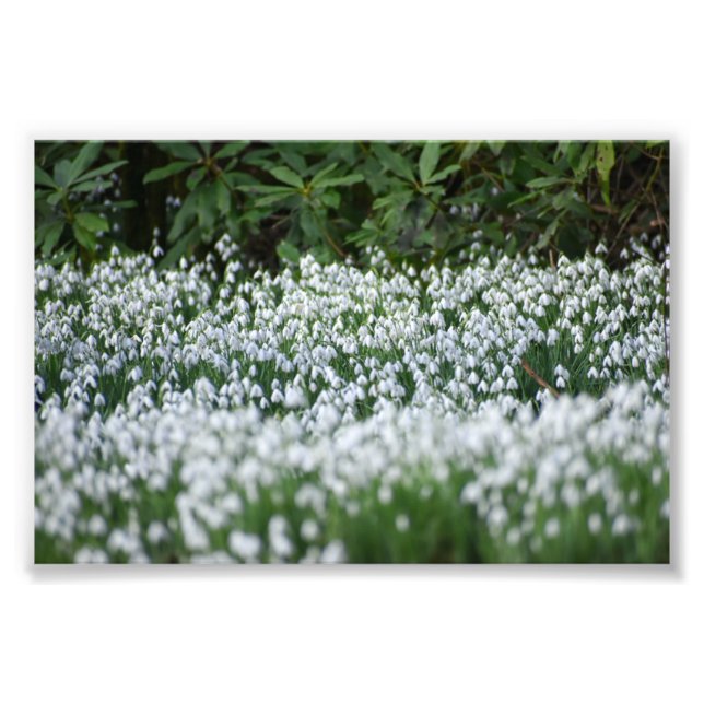 Foto Flores (Frente)