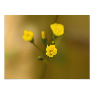 Foto Flores