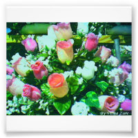 Flores