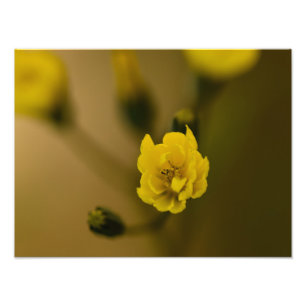 Foto Flores