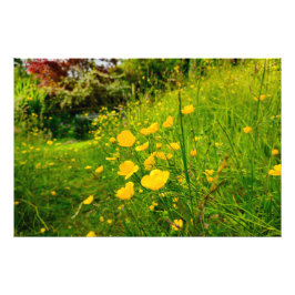 Foto Flores