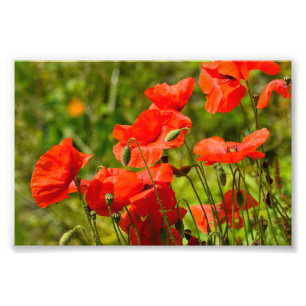 Foto Flores