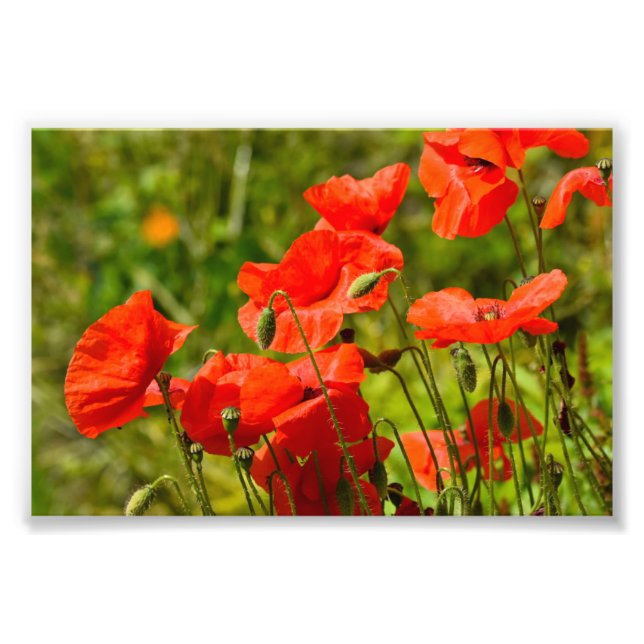 Foto Flores (Frente)