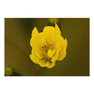 Foto Flores