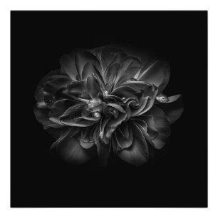 Foto Flores 67 BW