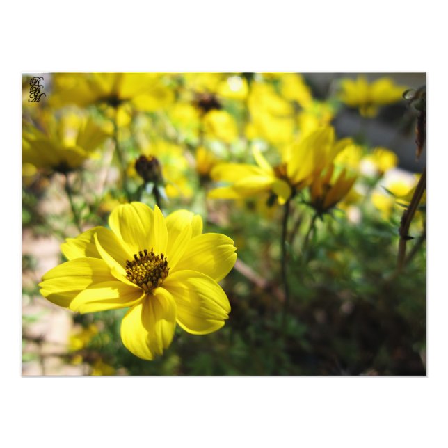 Foto Flores Amarelas (Frente)