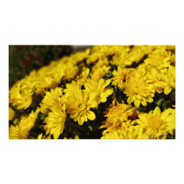 Foto Flores Amarelas