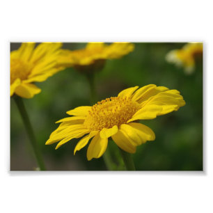 Foto Flores amarelas