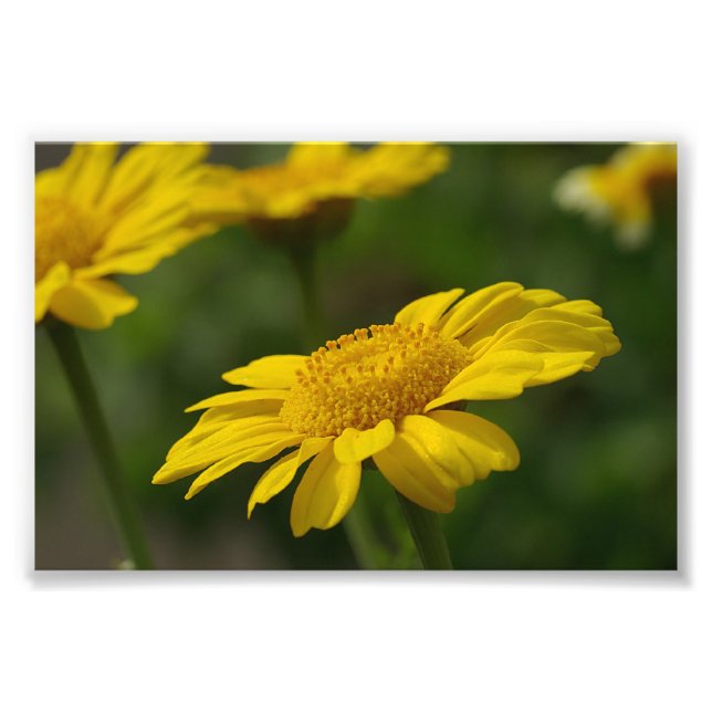 Foto Flores Amarelas (Frente)