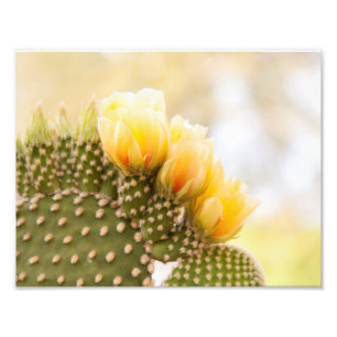 Foto Flores amarelas do cacto da arizona