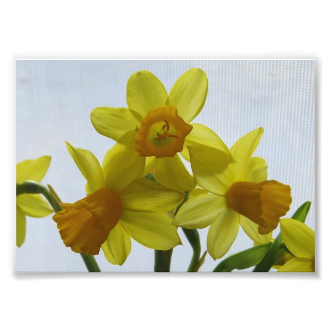 Foto Flores Amarelas Sunny Daffodil (Frente)