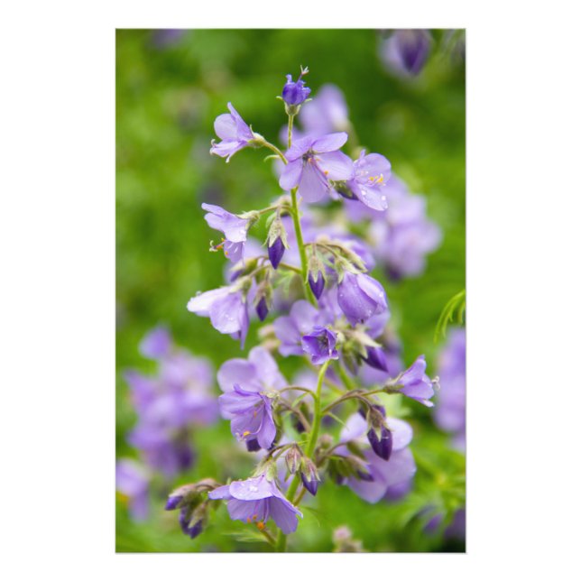 Foto Flores azuis delicadas em um campo verde na primav (Frente)