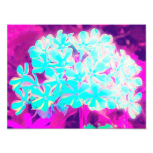 Foto Flores azuis do Phlox da torção do Peppermint do