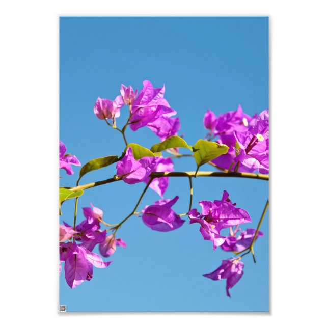 Foto Flores Bougainvillea (Frente)