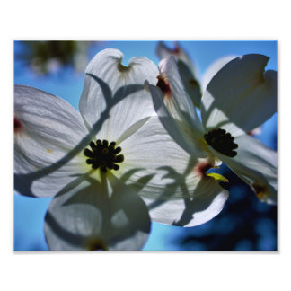 Foto flores brancas